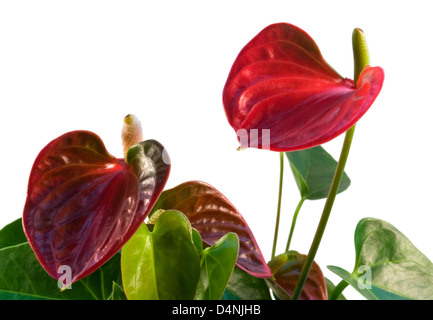 Detail einer roten Flamingo-Blume in weißem Rücken Stockfoto