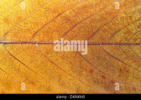 Detail einer Textur verblasst und bunte Kirsche Blatt - Makroaufnahme Stockfoto