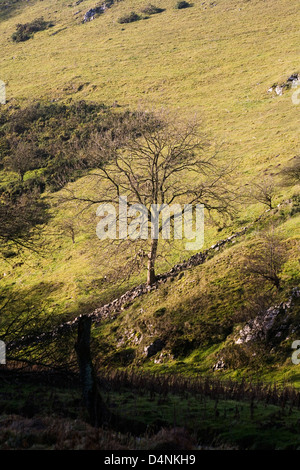 Blattlosen Baum im Winter Wolfscote Dale River Dove Peak District Derbyshire England Stockfoto