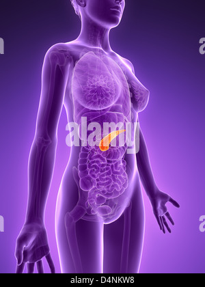 Weibliche Bauchspeicheldrüse Stockfoto