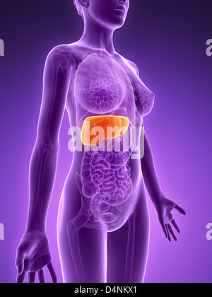 Menschlichen Leber Stockfoto