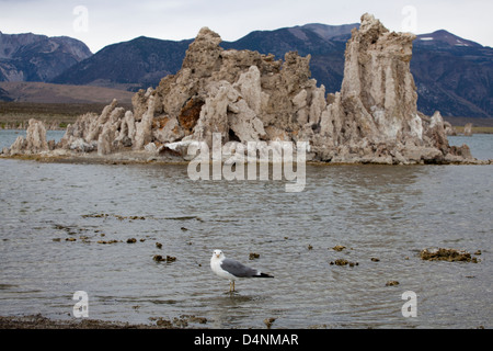 Ein California Möwe am Mono Lake, Kalifornien, USA Stockfoto