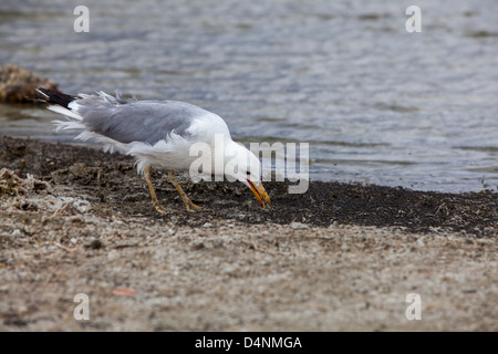 Eine Kalifornien-Möwe Essen Alkali fliegt am Mono Lake, Kalifornien, USA Stockfoto