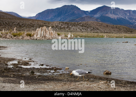 Eine Kalifornien-Möwe Essen Alkali fliegt am Mono Lake, Kalifornien, USA Stockfoto