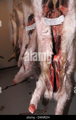 Gekeult Damhirsche, Rehe und Muntjac Rotwild Schlachtkörper hängen in einen Hirsch Kühllagerung Vorratsschrank im Südosten England, UK. Stockfoto