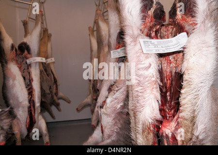 Gekeult Damhirsche, Rehe und Muntjac Rotwild Schlachtkörper hängen in einen Hirsch Kühllagerung Vorratsschrank im Südosten England, UK. Stockfoto