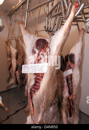 Gekeult Damhirsche, Rehe und Muntjac Rotwild Schlachtkörper hängen in einen Hirsch Kühllagerung Vorratsschrank im Südosten England, UK. Stockfoto