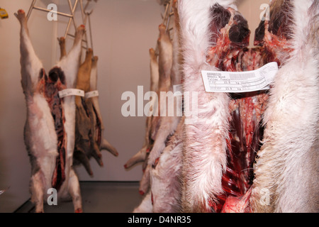 Gekeult Damhirsche, Rehe und Muntjac Rotwild Schlachtkörper hängen in einen Hirsch Kühllagerung Vorratsschrank im Südosten England, UK. Stockfoto