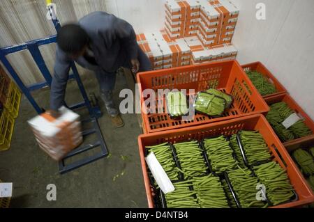 12. März 2013 - Nairobi, Nairobi, Kenia - 12. März 2013 - Nairobi, Kenia - frisch geernteten Bohnen werden in einer Tiefkühltruhe, um ihre Temperatur zu bringen, bevor Sie schneiden, Verpackung und Versand in EU-Supermärkte zwischengespeichert. (Kredit-Bild: © Ric Francis/ZUMAPRESS.com) Stockfoto