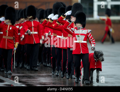 Irish Guards in der britischen Armee auf der Parade in Aldershot 17.03.13 Stockfoto