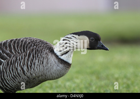 Nene Gans vom Aussterben bedrohte Arten Volcanoes National Park Hawaii Kilauea große Insel Vogel Spiel Scratch Bein Band Rasengras Stockfoto