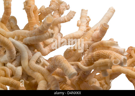 Detail von einigen leichten braunen Serpulid Wurm Röhren in weißem Rücken Stockfoto
