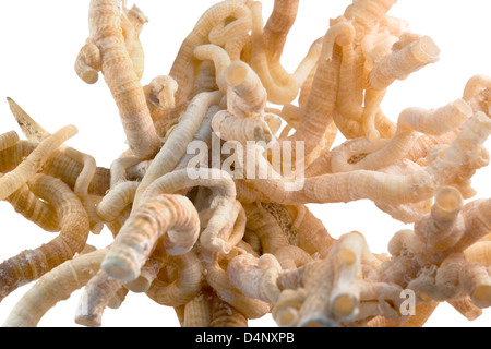 Detail von einigen leichten braunen Serpulid Wurm Röhren in weißem Rücken Stockfoto