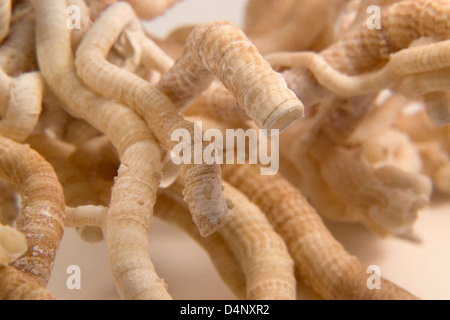 Detail der etwas Licht braun Serpulid Wurm Röhren in Licht zurück Stockfoto