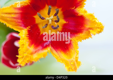 Tautropfen auf eine schöne rote und gelbe Tulpe mit vollständig geöffneten Blüten Nahaufnahme Stockfoto