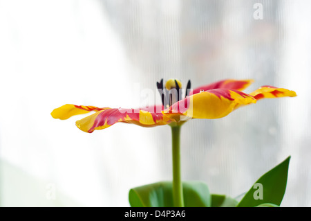 Tautropfen auf eine schöne rote und gelbe Tulpe mit vollständig geöffneten Blüten Nahaufnahme Stockfoto