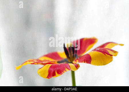 Tautropfen auf eine schöne rote und gelbe Tulpe mit vollständig geöffneten Blüten Nahaufnahme Stockfoto