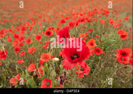 Panorama Ansicht der Mohnfelder auf North Downs Kalksteingebieten reichlich Blumen in Ferne Stockfoto