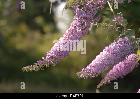 Buddleja Davidii Sommer lila Schmetterlingsstrauch im Sonnenschein im Sommer leicht gesprenkelt durch Bäume Reifen Strauch Stockfoto