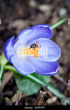 Bienen sammeln Nektar auf lila Krokus Blume Stockfoto