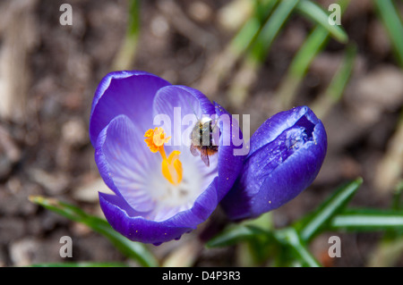 Biene auf eine lila Krokus Blume sitzen Stockfoto