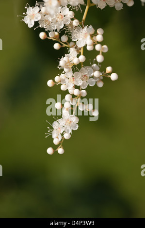 Luftige weiße Blüte Blüten sehr feine zarte Cluster Blumen Sorbaria Sorbifolia False Spiraea sprüht Stockfoto