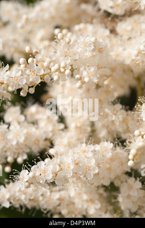 Luftige weiße Blüte Blüten sehr feine zarte Cluster Blumen Sorbaria Sorbifolia False Spiraea sprüht Stockfoto