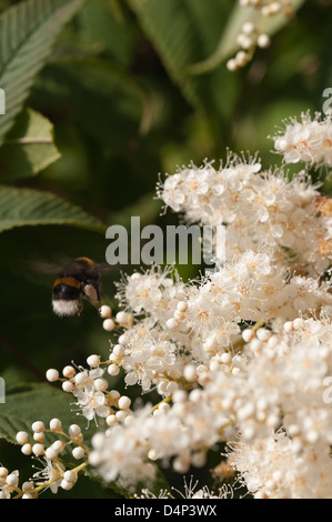 Luftige weiße Blüte Blüten sehr feine zarte Cluster Blumen Sorbaria Sorbifolia False Spiraea sprüht Stockfoto