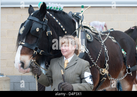 Shire Horse Society Spring Show, Peterborough, England, März 2013. Shire Horse Pferd Messing verziert erwartet für die Beurteilung. Stockfoto