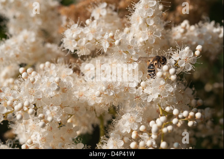 Luftige weiße Blüte Blüten sehr feine zarte Cluster Blumen Sorbaria Sorbifolia False Spiraea sprüht Stockfoto