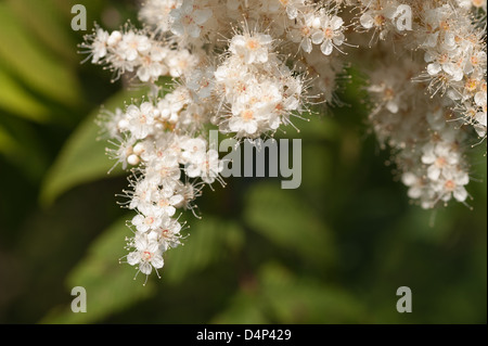 Luftige weiße Blüte Blüten sehr feine zarte Cluster Blumen Sorbaria Sorbifolia False Spiraea sprüht Stockfoto