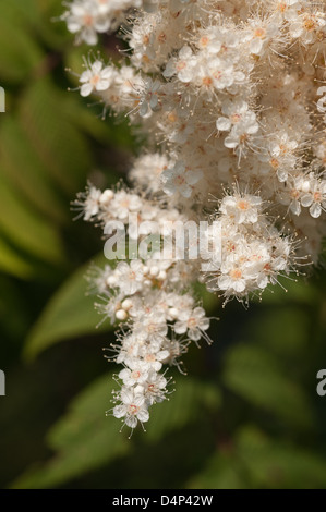 Luftige weiße Blüte Blüten sehr feine zarte Cluster Blumen Sorbaria Sorbifolia False Spiraea sprüht Stockfoto