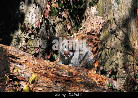 Baum-Eichhörnchen, schleift auf der Schale einer schwarzen Walnuss, sitzt auf einem Baumstumpf, einem rustikalen holzig Hintergrund. Stockfoto