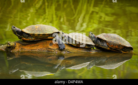 Drei "rot-eared Slider" Schildkröten im Storch und Otter Schutz. Hunawihr. Haut-Rhin. Das Elsass. Frankreich Stockfoto