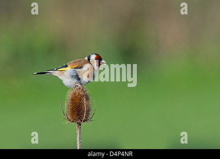 Stieglitz Zuchtjahr Zuchtjahr thront auf Karde Dipsacus Fullonum. UK Stockfoto