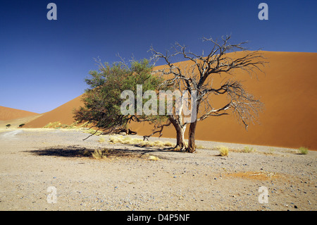 Düne 45: Namib-Naukluft-Nationalpark, Namibia Stockfoto