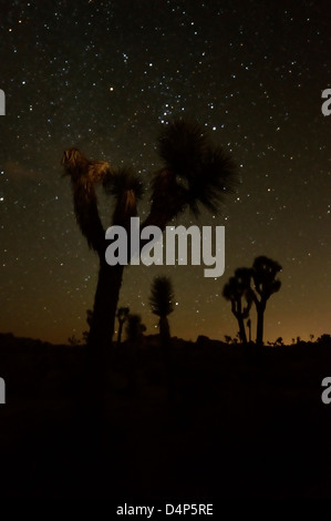 Sternenhimmel hinter anderen weltlichen Joshua Bäume im Joshua Tree Nationalpark, Kalifornien Stockfoto