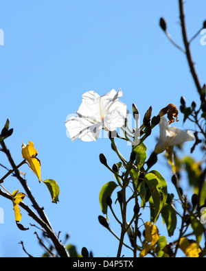 Die weiße Blume des Casahuate Baumes ist hinterleuchtet vor einem strahlend blauen Himmel am Monte Alban, Oaxaca, Mexiko. Stockfoto