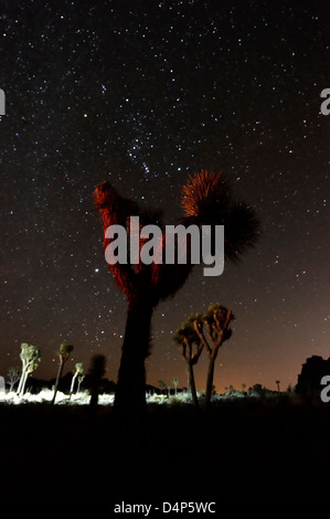 Sternenhimmel hinter anderen weltlichen Joshua Bäume im Joshua Tree Nationalpark, Kalifornien Stockfoto