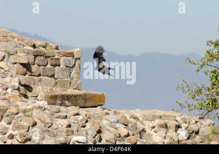 Ein Türkei-Geier gleitet vorbei an der präkolumbianischen Mauerwerk von Monte Alban, Oaxaca, Mexiko. Stockfoto