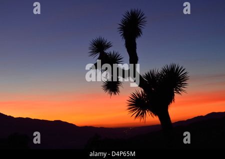 Silhouette Joshua Bäume mit hellem orange Sonnenuntergang am Keys View, Joshua Tree Nationalpark, Kalifornien Stockfoto