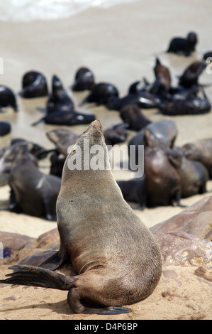 Dichtung in der Sonne aalen: Cape Cross Seal Reserve Stockfoto