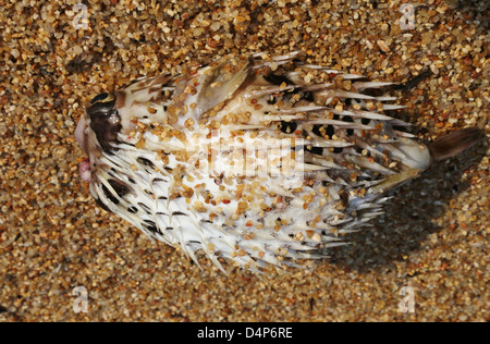 Ein toter Kugelfisch am Ufer in Yelapa Mexiko angespült. Stockfoto