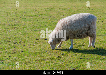 Ein Schaf, Romney, East Sussex Stockfoto