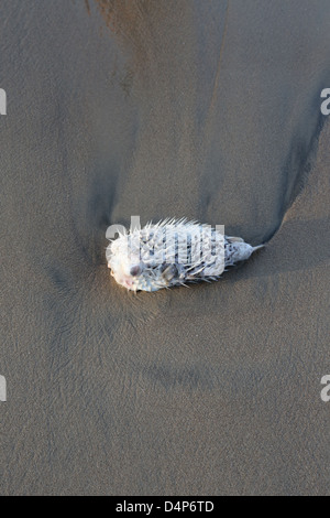 Ein toter Kugelfisch angespült an der Küste Los Ayala, Mexiko. Stockfoto