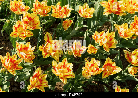 Bereich der doppelte Tulpen Stockfoto