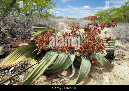 Männliche Welwitschia Pflanze Stockfoto