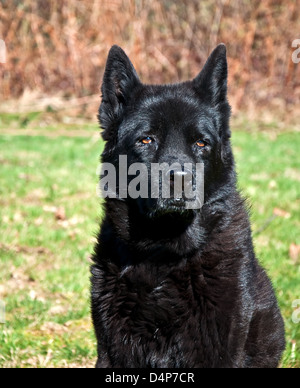 schwarzer Labrador mix Hund, halb schwarzen Labrador, halbe Chow, mit braunen Augen, in der Sonne im Freien sitzen. Hochformat, vordere Verkleidung. Stockfoto