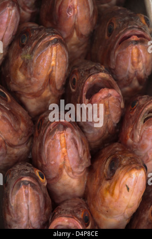 Mit offenem Mund einen Fisch gefangen in der Mitte ein Haufen anderer. Stockfoto