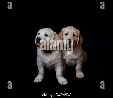 Zwei Golden Retriever Welpen fotografiert in einem Studio vor schwarzem Hintergrund Stockfoto